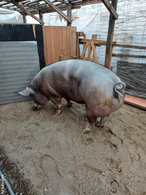 Porci pentru Crăciun  - imagine 5