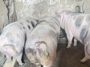 Porci grasi de vanzare - imagine 3