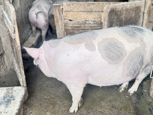 Porci grasi de vanzare