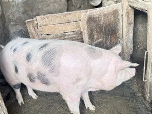 Porci grasi de vanzare - imagine 2