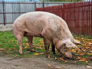 Vând porc talie mare - imagine 5