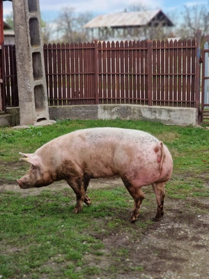 Vând porc talie mare - imagine 3