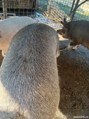 vând porci 