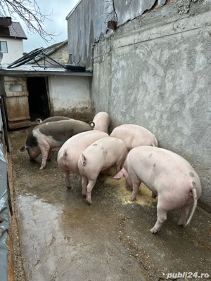porci de vanzare de casa  - imagine 2