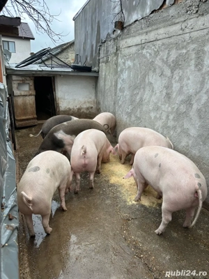 porci de vanzare de casa 