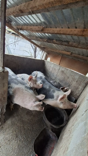Porci de vanzare - imagine 3