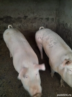 Porci de vanzare Marele Alb 