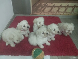 Bichon maltez puiuți  - imagine 2