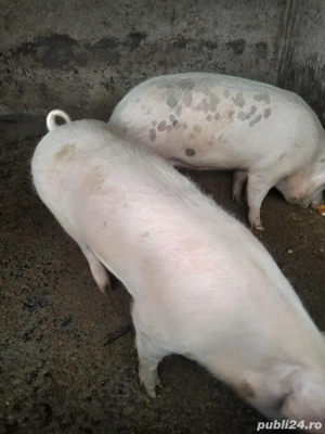 Porci de vanzare Marele Alb  - imagine 2