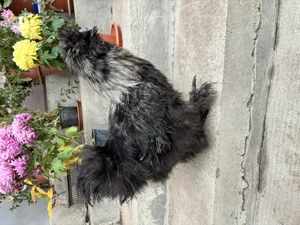 Cocoș mătase japoneză - negru cu guler argintiu  - imagine 2