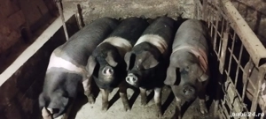 porci pentru sacrificare  - imagine 2