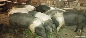 porci pentru sacrificare 