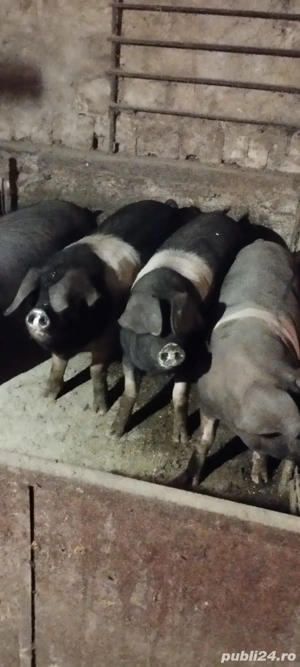 porci pentru sacrificare  - imagine 3