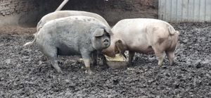 Porci de vânzare, mai multe detalii la telefon! - imagine 2