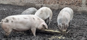 Porci de vânzare, mai multe detalii la telefon!