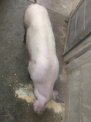 Porc de vanzare - imagine 2