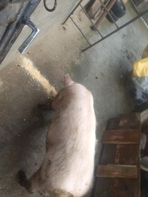 Porc de vanzare - imagine 3