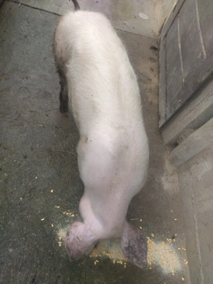 Porc de vanzare - imagine 4