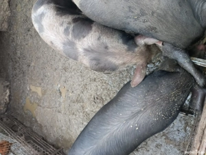 vînd porci crăciun bio - imagine 2