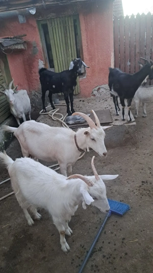 Capre și iada capra ai gestanta de 2 luni 