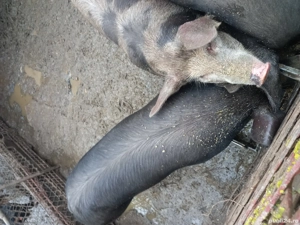 vînd porci crăciun bio - imagine 4