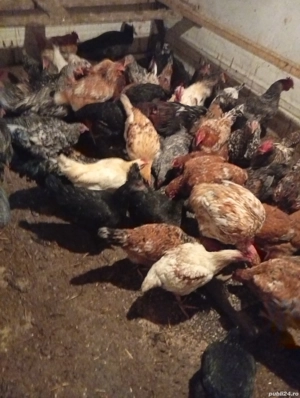 Schimb sau Vând 20 de Pui Pe 12 Rațe Românești  - imagine 2