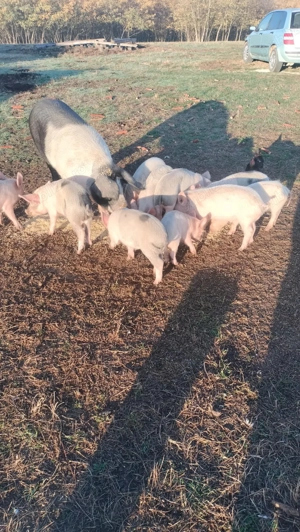 Vând purcei  Bazna     - imagine 2