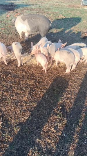 Vând purcei  Bazna     - imagine 3