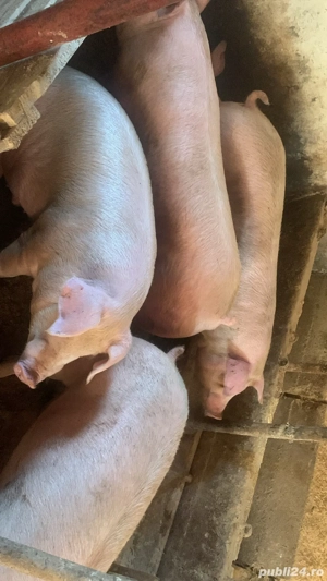 Porci de carne   - imagine 2