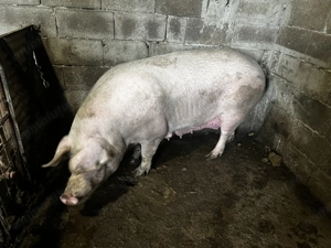 De vânzare landrace și pietrain. 