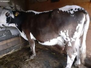 Vand vaca,vitei si porci