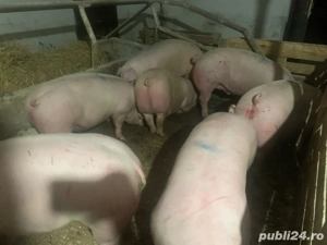 Porcii de rasa!    