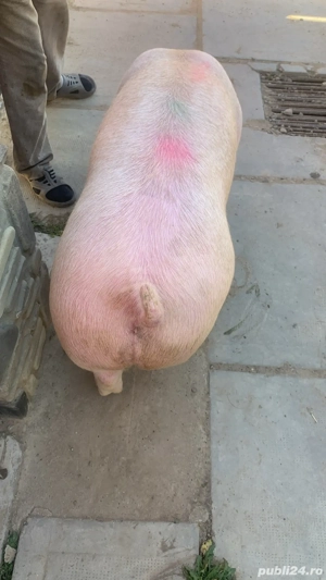 Porcii de rasa!     - imagine 3