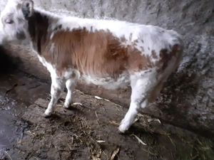 Vand vaca,vitei si porci - imagine 2