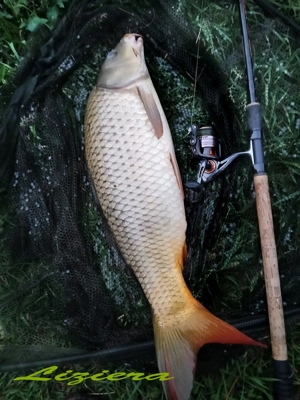 pescuit, pesti vii la comanda, nade, monturi