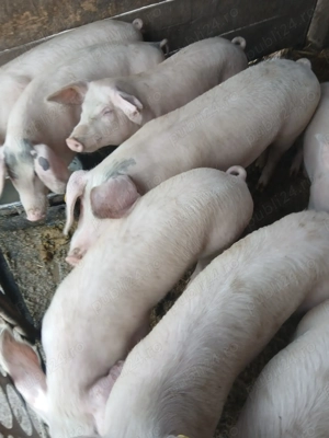 Vând suldani între 30 40dekg mai multe detali la telefon......................................