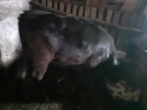 Vand vaca,vitei si porci - imagine 3