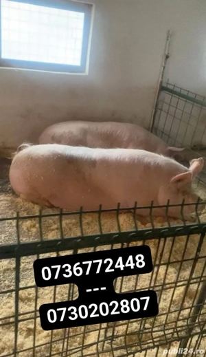 Porcii de vânzare  - imagine 2