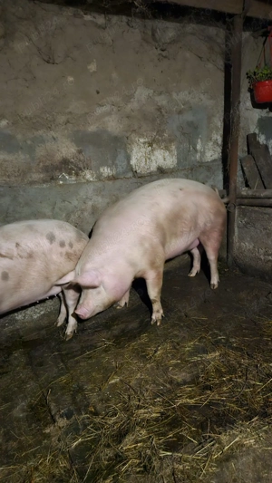 Vand Porci pentru Crăciun - imagine 2