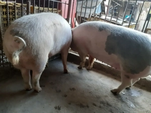 Vand vaca,vitei si porci - imagine 4