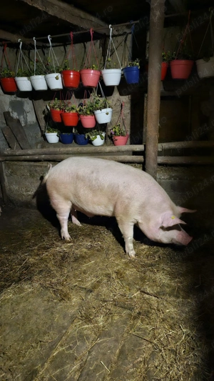 Vand Porci pentru Crăciun - imagine 5