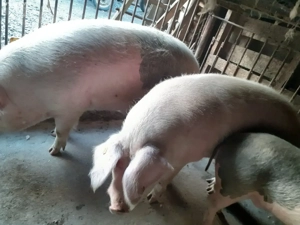 Vand vaca,vitei si porci - imagine 5