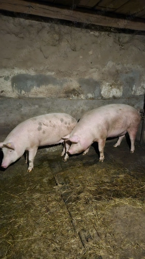 Vand Porci pentru Crăciun - imagine 6