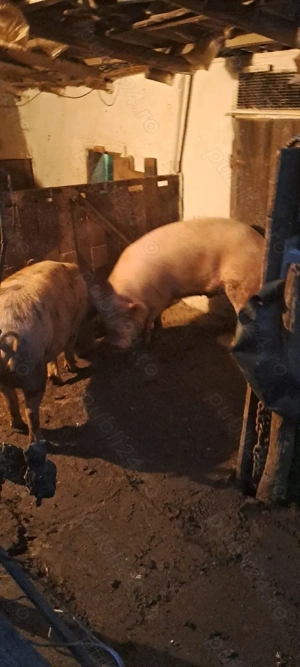 De vanzare pentru sacrificat  - imagine 2