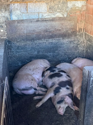 Porci românești cu coada de vânzare 120-350