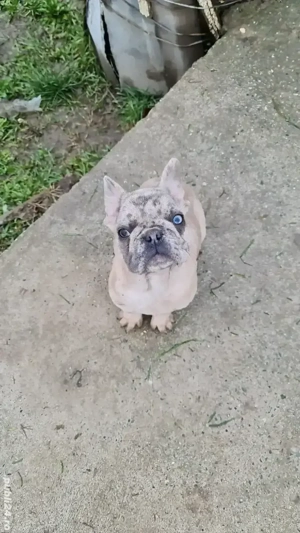 catelusi buldogi francezi - imagine 3