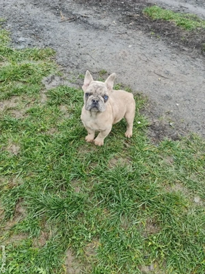 catelusi buldogi francezi - imagine 4