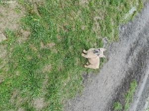 catelusi buldogi francezi - imagine 5