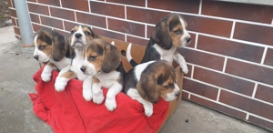 Catelus beagle in varsta de 8 saptamani - imagine 4