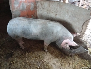 scroafă de tăiat de vanzare 